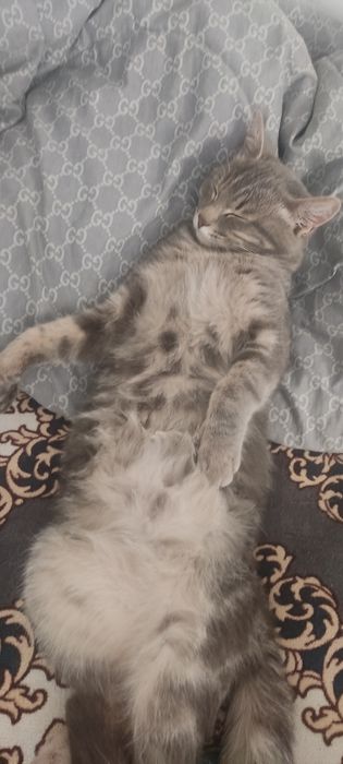 Отдаю кота в хорошие руки