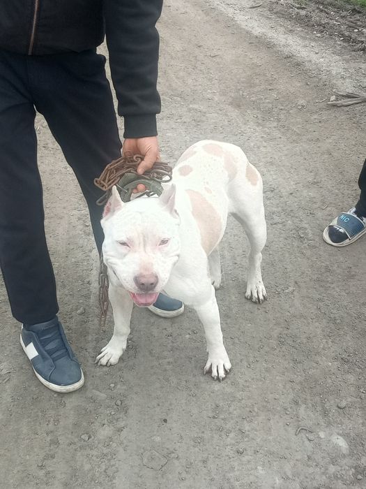 Пидбул 5 айлык күшык Әлы