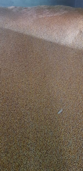 Porumb boabe 1,5 lei / kg. Recolta 2025.