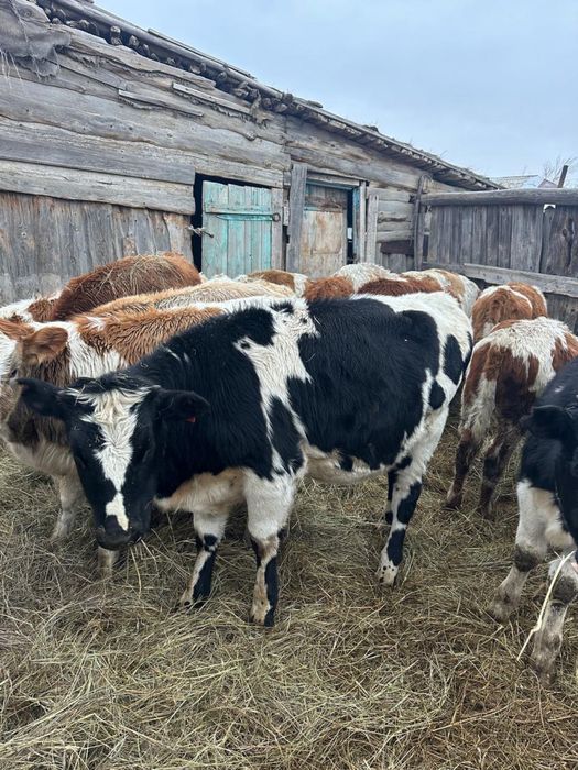 Продам или обмен