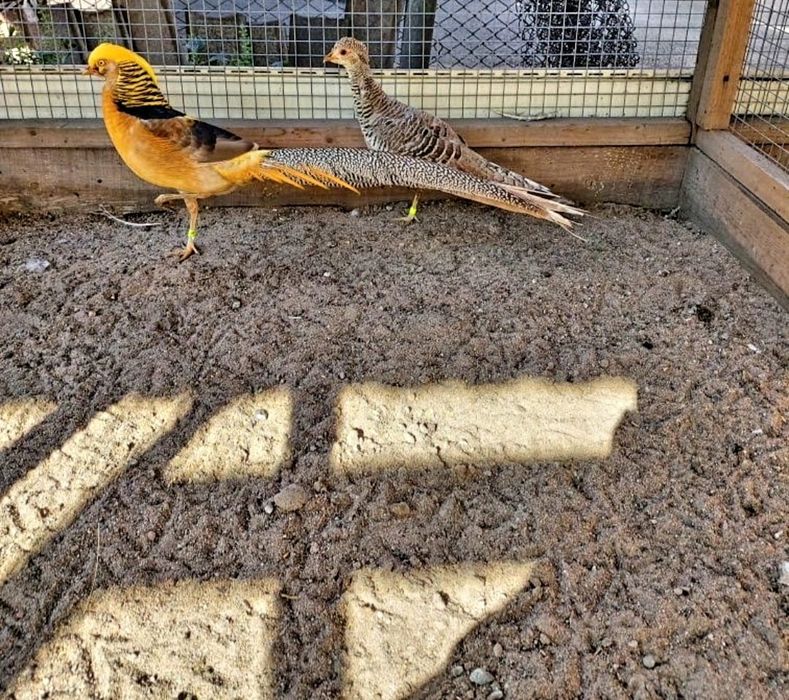 Продам фазанов, лимонных самок.