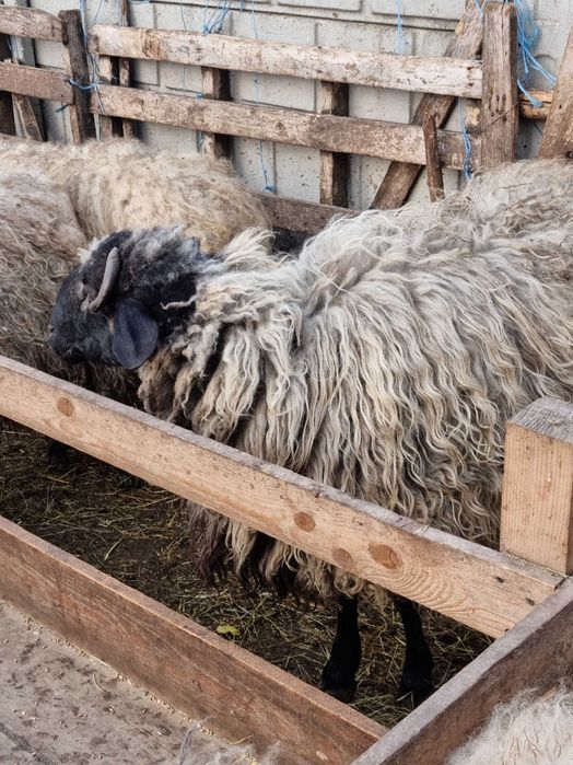 Vând berbec bun de ținut sau sacrificat