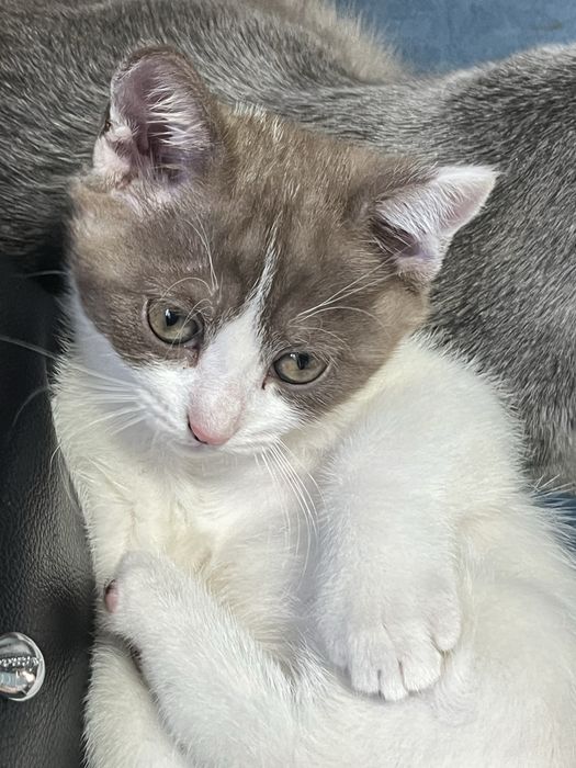 Котенок в заботливые руки