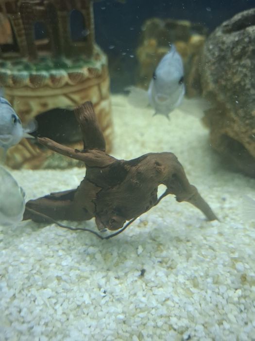 Коряги для аквариума