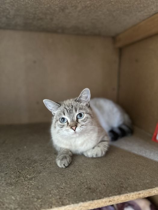 Молодая кошка ищет дом