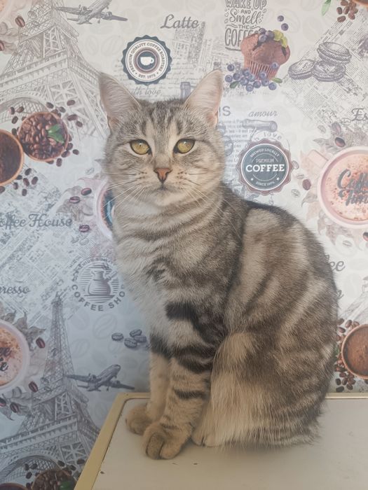 Красавица кошка в добрые руки.