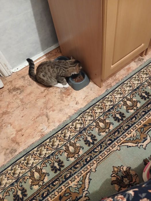 Отдам кошечку молодую