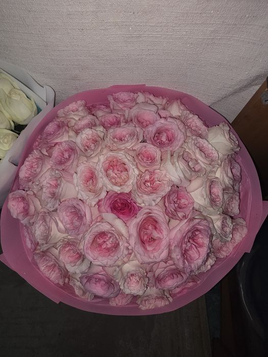 Продам цветы живые