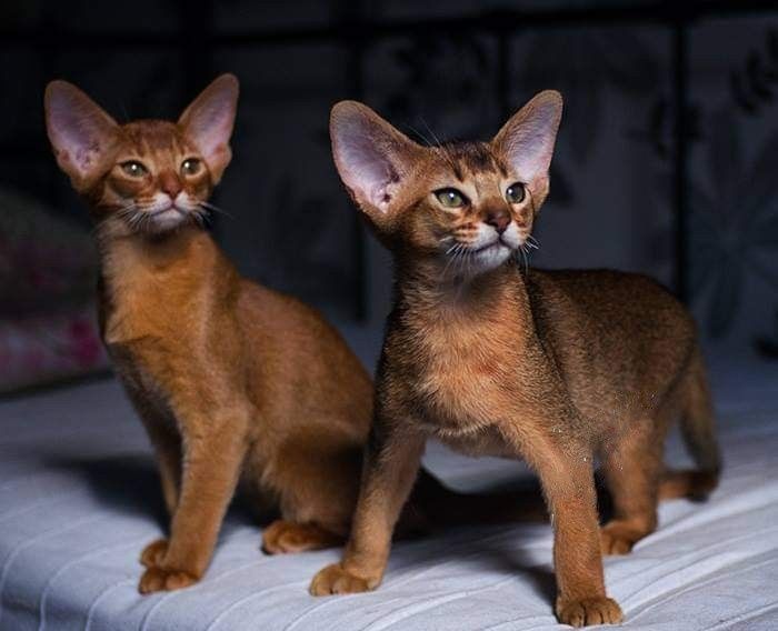 Абиссинские котята