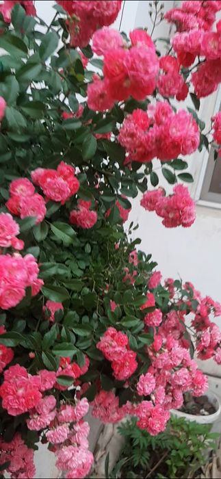 Цветы      цветы