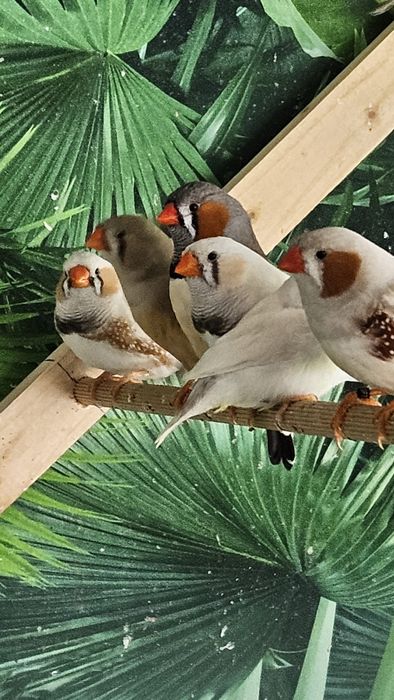 Desfiintez crescatorie