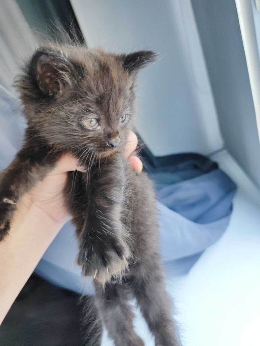 Кошечка срочно отдам