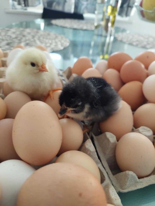 Pui de găină Australorp negru