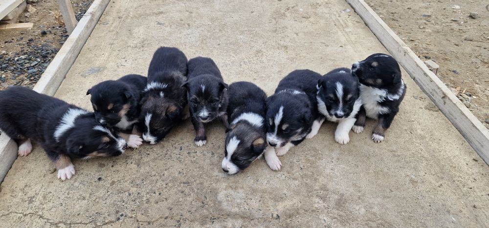 Отдадим щенков в добрые руки