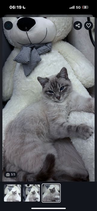 Продается кот сиямский