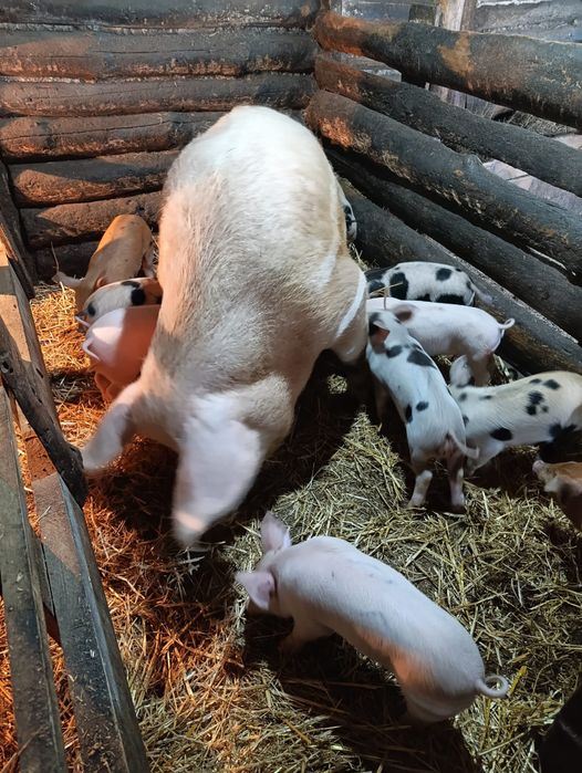 Продам просят 30000