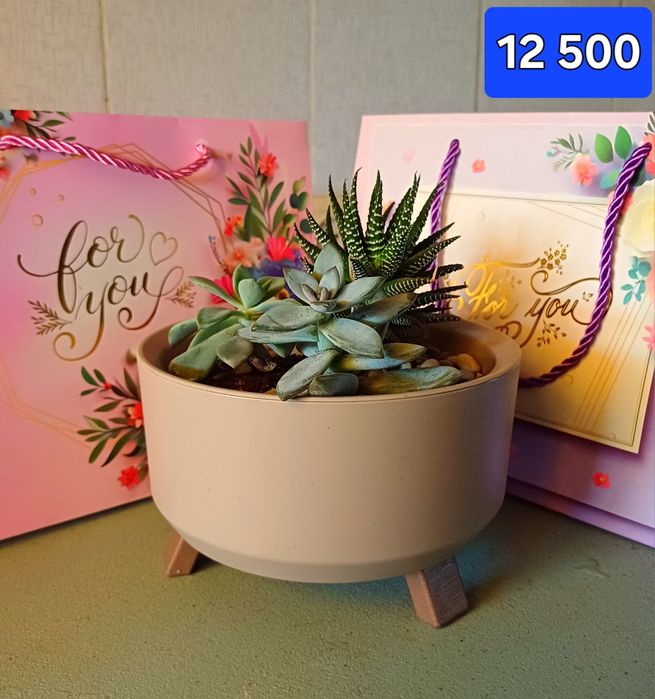 Суккуленты. Цветы в горшках  Минисад.