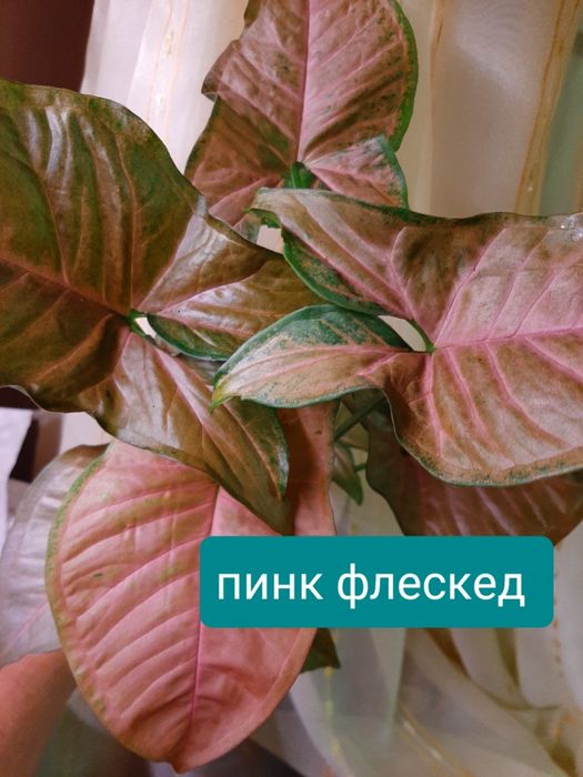 Сингониумы, комнатные растения.