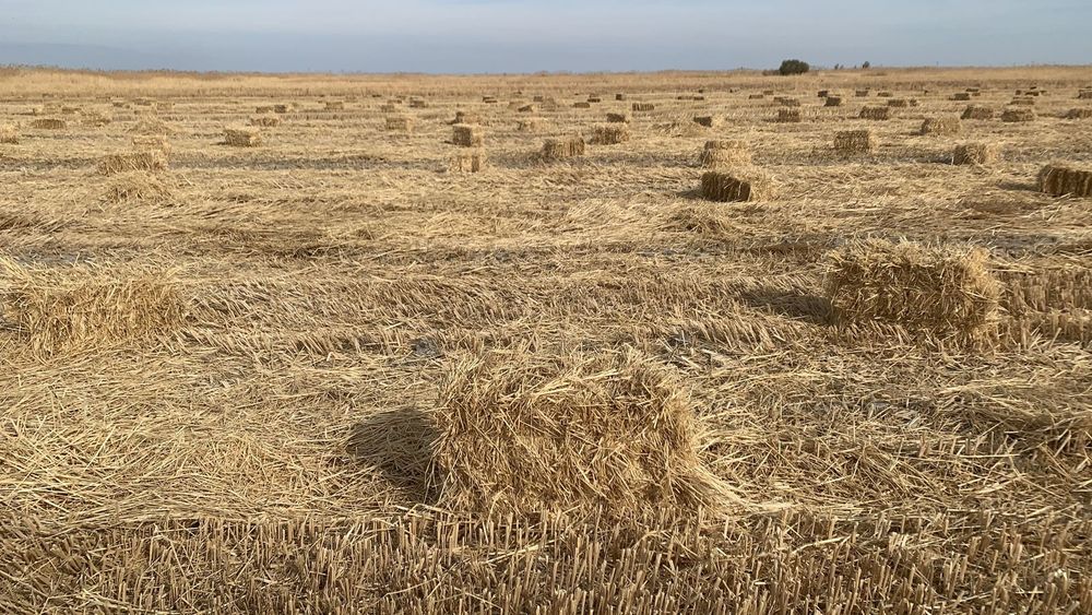 Сабан бар 400 тг ден