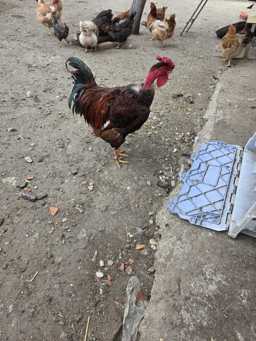 Cocosi tineri de curte