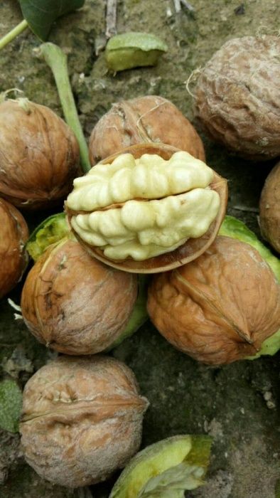 Yosh juftliklar bilan rus shaxsiy pornosini tomosha qiling