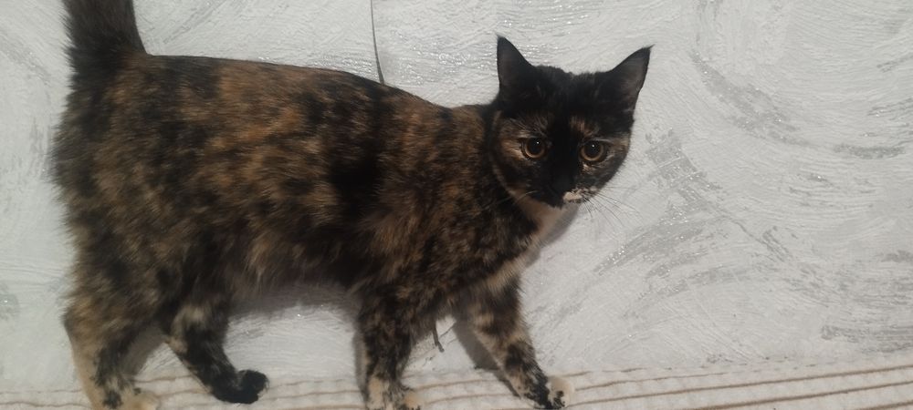 Отдам котят девочек  Срочно нужен Дом