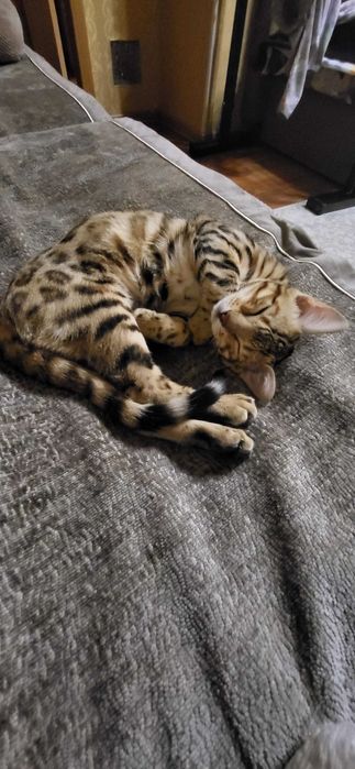 Продам котенка 6 месяцев