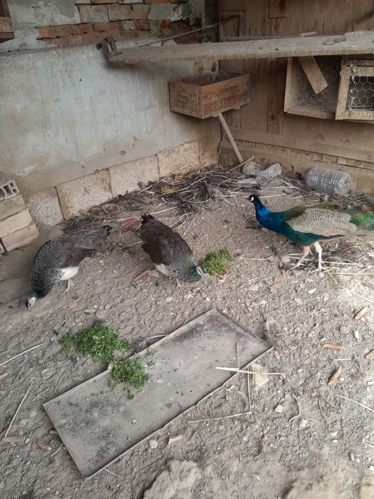 Пауни на пет години