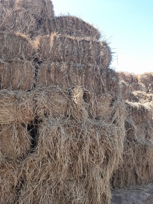 12 000 сумдан хар бир пресс самон шоли самон 2023йилги