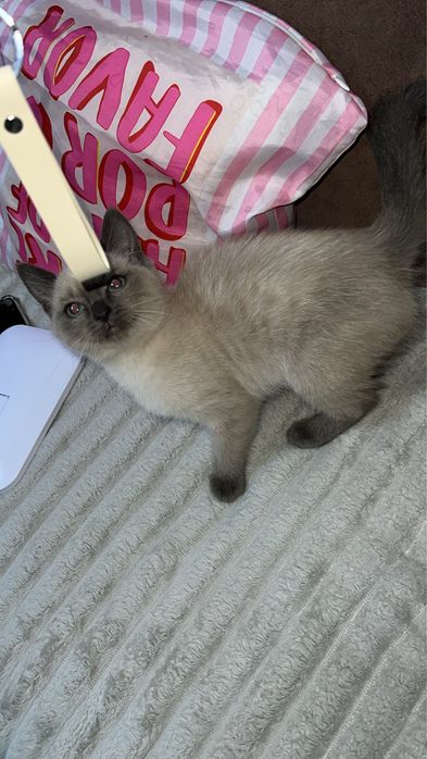 Очень ласковая кошечка ищет дом !