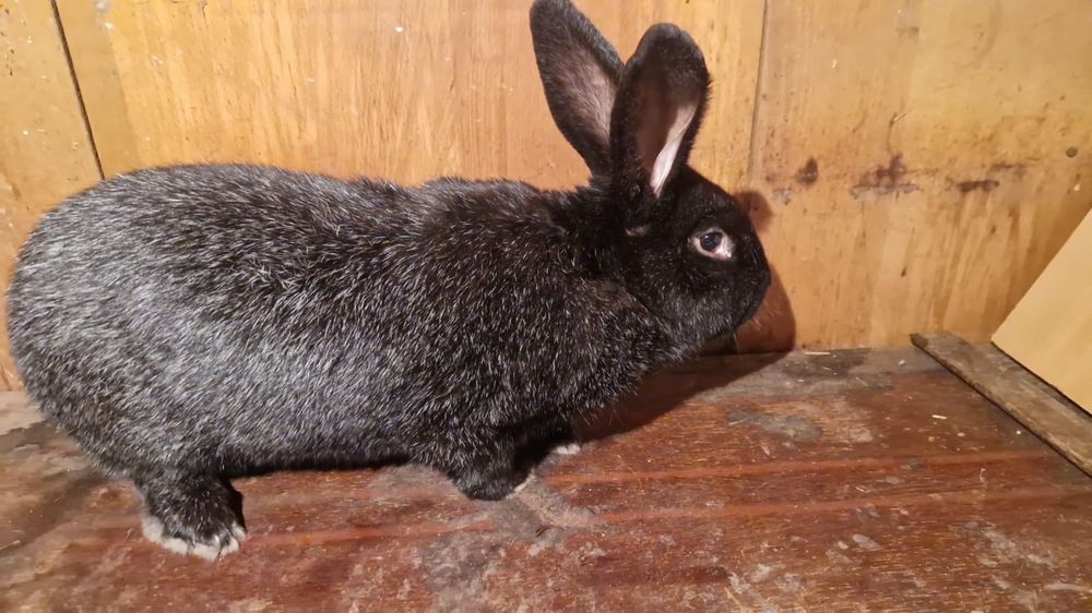 Продам кроликов г.Семей