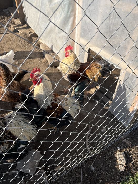 катунски петлета