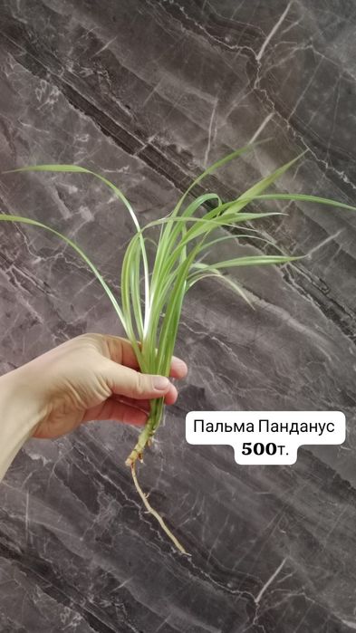 Комнатные цветы продаю