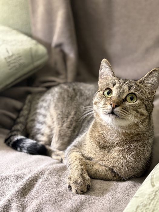 Кошка только ответственным