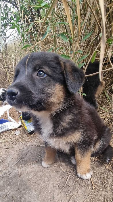 Puiuti - 2 luni - adoptie responsabila