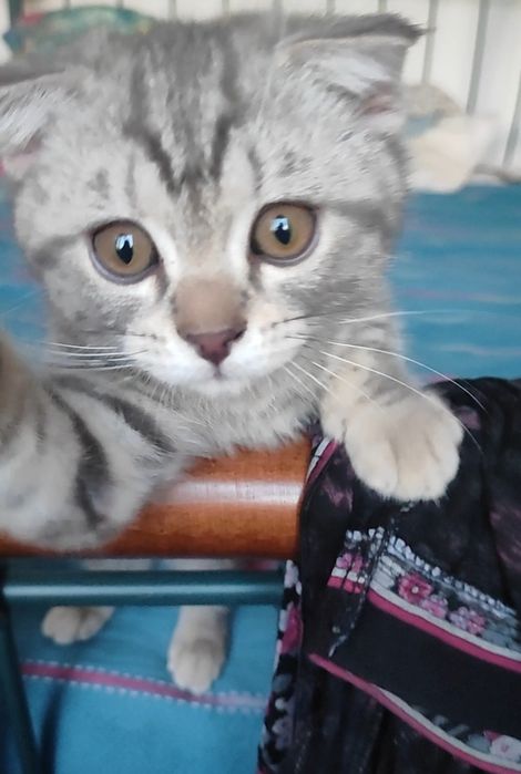 Вислоухие котята