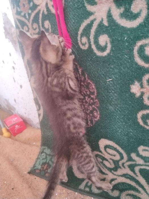 Отдам котят бесплатно, привезём сами