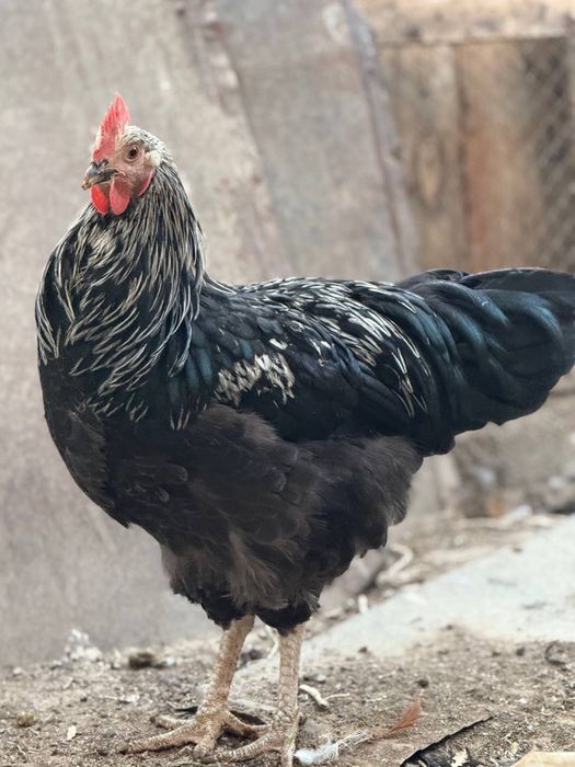 Germaniya Parodasi SUSEKS SILVER GREY Tuhum va Jo’jalari sotiladi