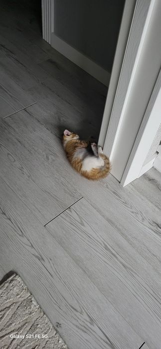 Котенок в хорошие руки