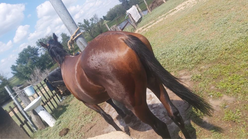 Высококровный лощадь