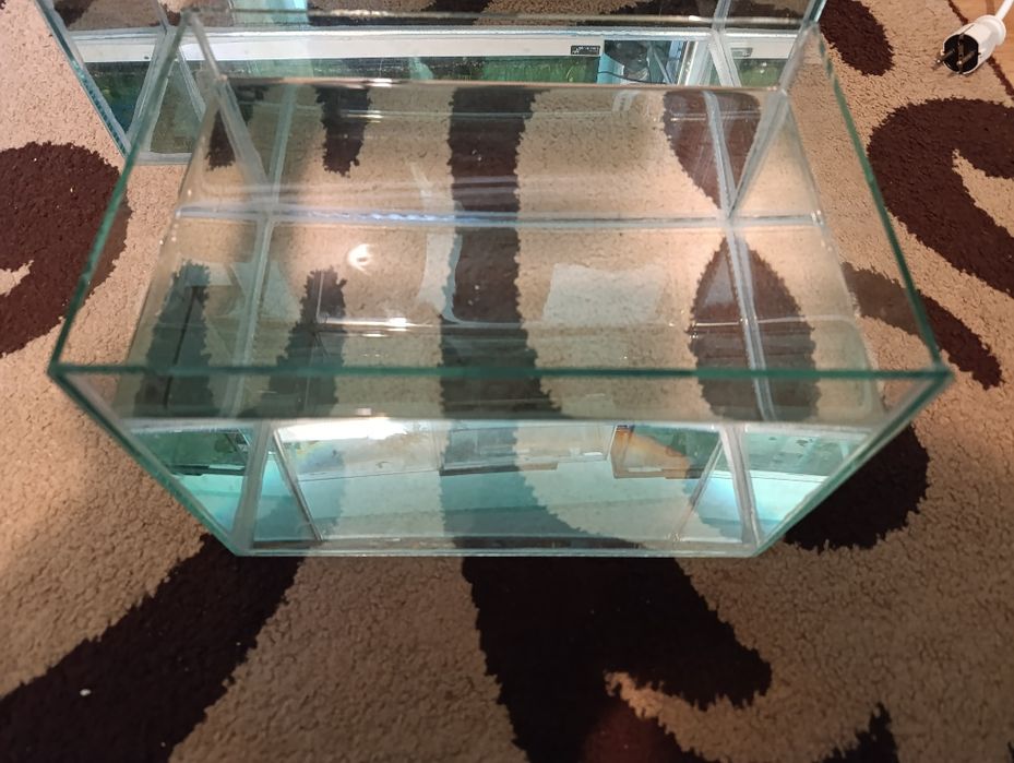 Acvariu pești și plante