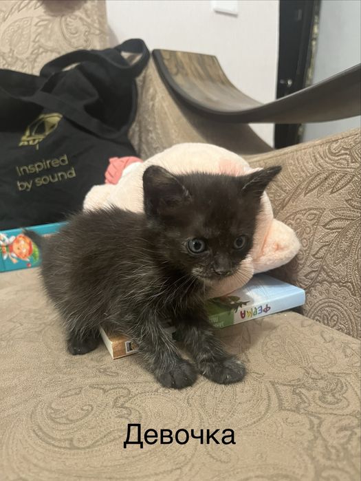 Отдадим котят в добрые руки