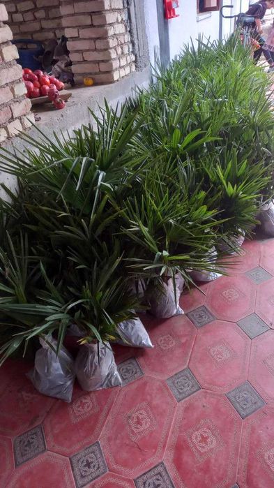 Трахикарпус Форчуна