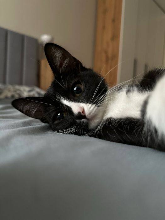 Котёнок девочка в добрые руки