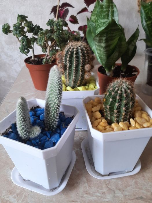 Комнатные цветочки