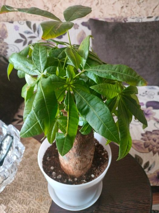 Пахира продам цветок