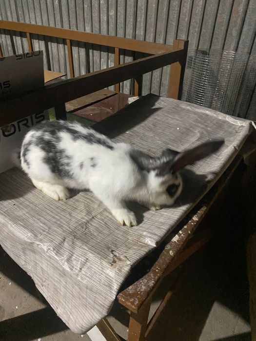 Строкач Самка Чистокровная