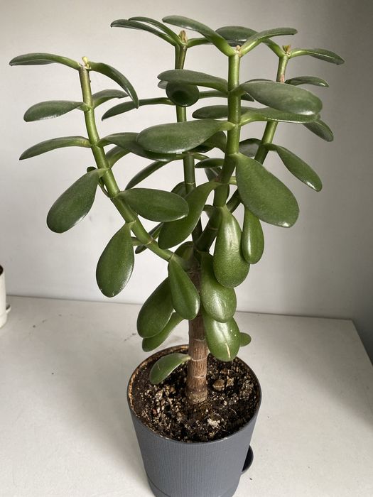 Денежное дерево крассула толстянка