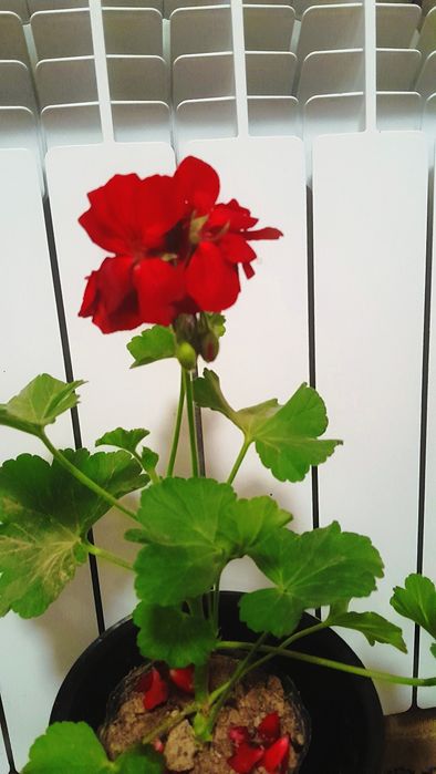 Gira/гира xonaki gul