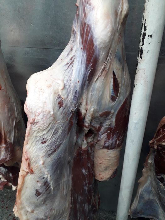 Продам говядину.